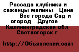 Рассада клубники и саженцы малины › Цена ­ 10 - Все города Сад и огород » Другое   . Калининградская обл.,Светлогорск г.